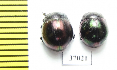 Chrysomelidae sp.  South Africa Rep. - INSECTS-STORE.RU