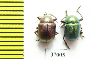 Chrysomelidae sp.  South Africa Rep. - INSECTS-STORE.RU