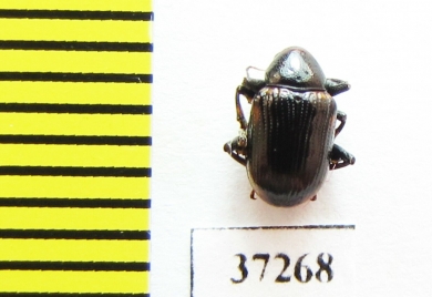 Chrysomelidae sp.  South Africa Rep. - INSECTS-STORE.RU