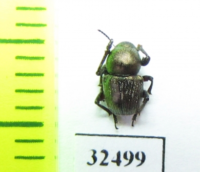 Chrysomelidae sp.  South Africa Rep. - INSECTS-STORE.RU