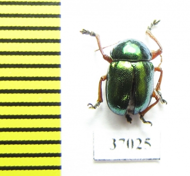 Chrysomelidae sp.  South Africa Rep. - INSECTS-STORE.RU