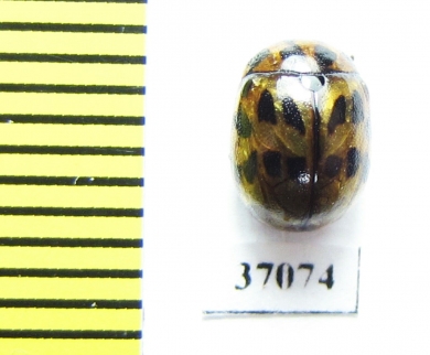 Chrysomelidae sp.  South Africa Rep. - INSECTS-STORE.RU