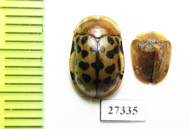 Chrysomelidae sp.  South Africa Rep. - INSECTS-STORE.RU