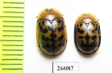 Chrysomelidae sp.  South Africa Rep. - INSECTS-STORE.RU