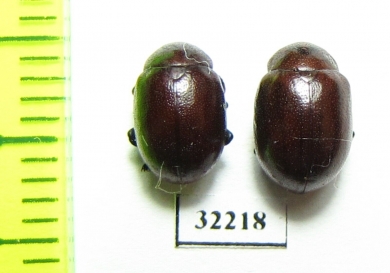 Chrysomelidae sp.  South Africa Rep. - INSECTS-STORE.RU