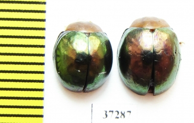 Chrysomelidae sp.  South Africa Rep. - INSECTS-STORE.RU