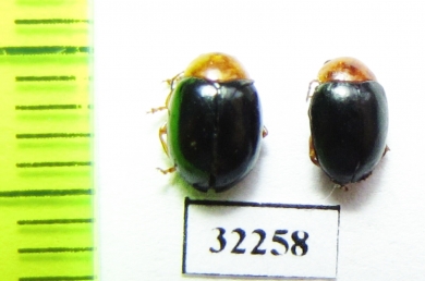 Chrysomelidae sp.  South Africa Rep. - INSECTS-STORE.RU