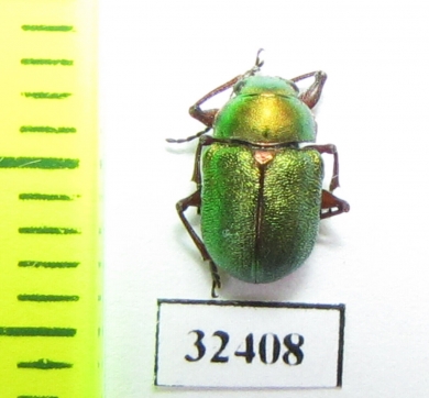 Chrysomelidae sp.  South Africa Rep. - INSECTS-STORE.RU