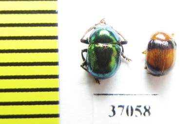 Chrysomelidae sp.  South Africa Rep. - INSECTS-STORE.RU