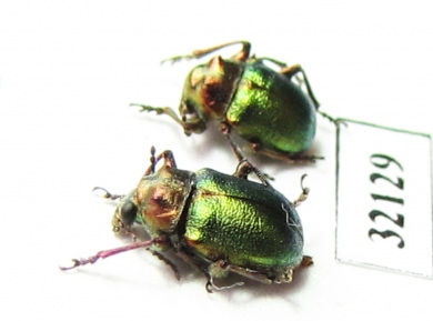 Chrysomelidae sp.  South Africa Rep. - INSECTS-STORE.RU