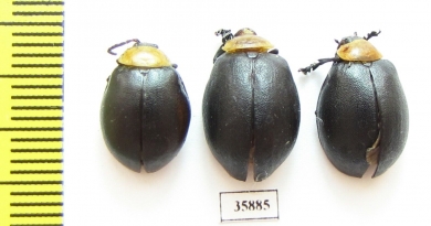 Chrysomelidae sp.  Tanzania - INSECTS-STORE.RU