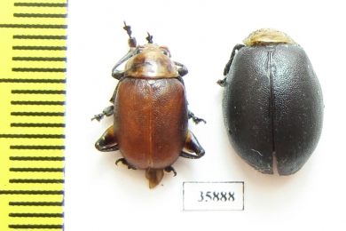 Chrysomelidae sp.  Tanzania - INSECTS-STORE.RU