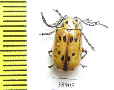 Chrysomelidae sp.  Tanzania - INSECTS-STORE.RU