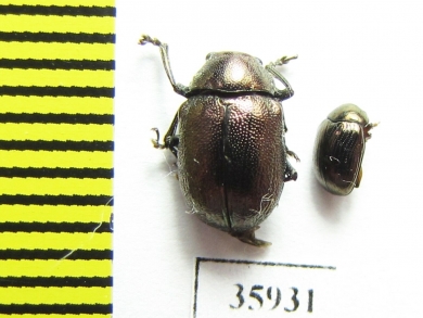 Chrysomelidae sp.  Tanzania - INSECTS-STORE.RU