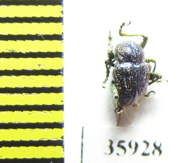 Chrysomelidae sp.  Tanzania - INSECTS-STORE.RU