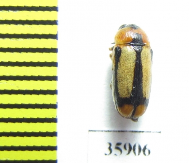 Chrysomelidae sp.  Tanzania - INSECTS-STORE.RU