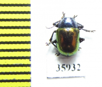 Chrysomelidae sp.  Tanzania - INSECTS-STORE.RU
