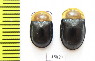 Chrysomelidae sp.  Tanzania - INSECTS-STORE.RU