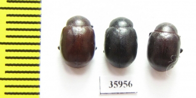 Chrysomelidae sp.  Tanzania - INSECTS-STORE.RU