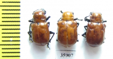 Chrysomelidae sp.  Tanzania - INSECTS-STORE.RU