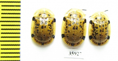 Chrysomelidae sp.  Tanzania - INSECTS-STORE.RU