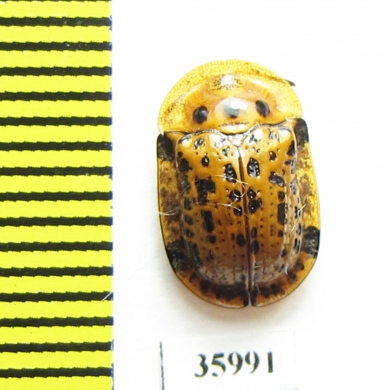 Chrysomelidae sp.  Tanzania - INSECTS-STORE.RU