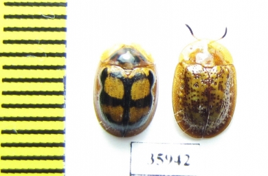 Chrysomelidae sp.  Tanzania - INSECTS-STORE.RU