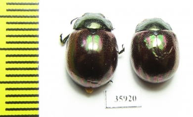 Chrysomelidae sp.  Tanzania - INSECTS-STORE.RU