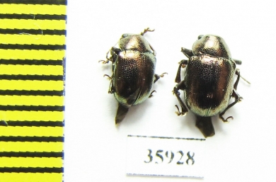 Chrysomelidae sp.  Tanzania - INSECTS-STORE.RU