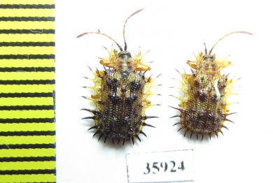 Chrysomelidae sp.  Tanzania - INSECTS-STORE.RU