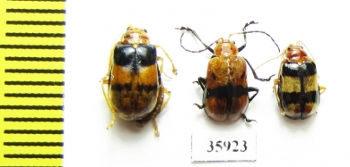 Chrysomelidae sp.  Tanzania - INSECTS-STORE.RU