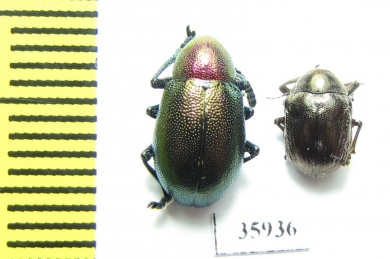 Chrysomelidae sp.  Tanzania - INSECTS-STORE.RU