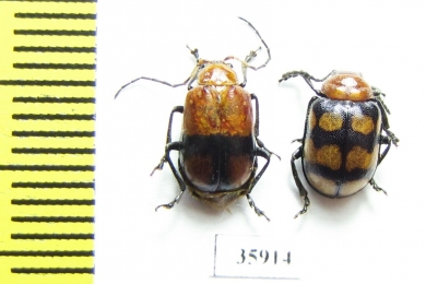 Chrysomelidae sp.  Tanzania - INSECTS-STORE.RU