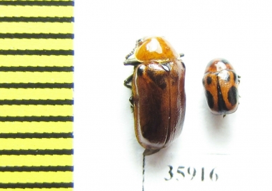 Chrysomelidae sp.  Tanzania - INSECTS-STORE.RU