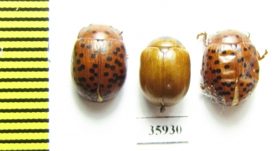 Chrysomelidae sp.  Tanzania - INSECTS-STORE.RU