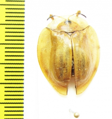 Chrysomelidae sp.  Cameroon - INSECTS-STORE.RU