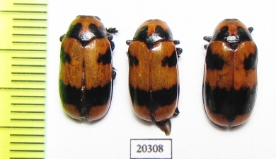 Chrysomelidae sp.  Namibia - INSECTS-STORE.RU