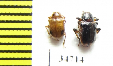 Chrysomelidae sp.  Ethiopia - INSECTS-STORE.RU