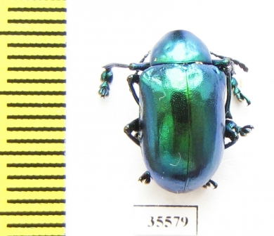 Chrysomelidae sp.  Mexico - INSECTS-STORE.RU