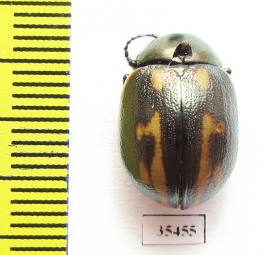 Chrysomelidae sp.  Mexico - INSECTS-STORE.RU