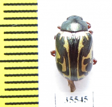 Chrysomelidae sp.  Mexico - INSECTS-STORE.RU