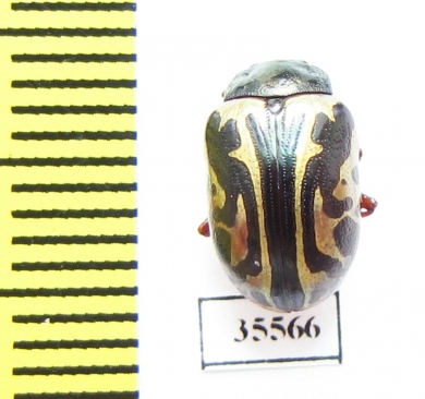 Chrysomelidae sp.  Mexico - INSECTS-STORE.RU