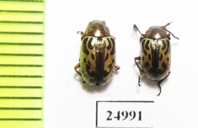 Chrysomelidae sp.  Mexico - INSECTS-STORE.RU