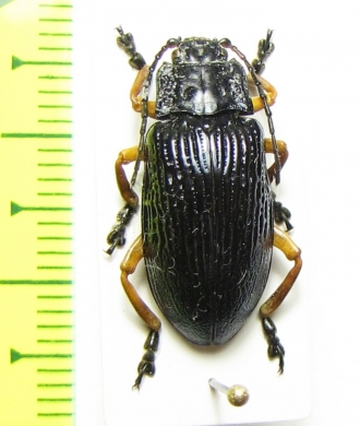 Chrysomelidae sp.  Indonesia, Papua - INSECTS-STORE.RU