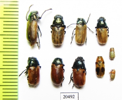 Chrysomelidae sp.  Armenia - INSECTS-STORE.RU