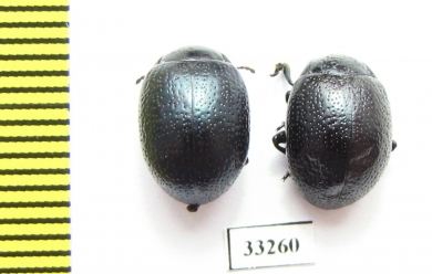 Chrysomelidae sp.  Bulgaria - INSECTS-STORE.RU