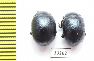 Chrysomelidae sp.  Bulgaria - INSECTS-STORE.RU