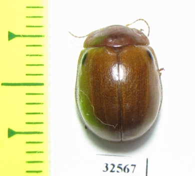 Chrysomelidae sp.  China, Guangxi prov. - INSECTS-STORE.RU