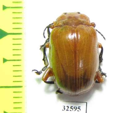 Chrysomelidae sp.  China, Guangxi prov. - INSECTS-STORE.RU