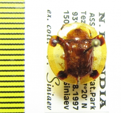 Chrysomelidae sp.  India, Assam - INSECTS-STORE.RU